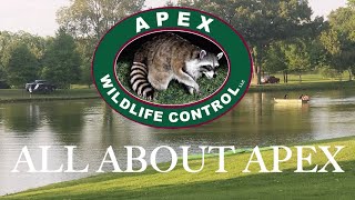 ALL ABOUT APEX