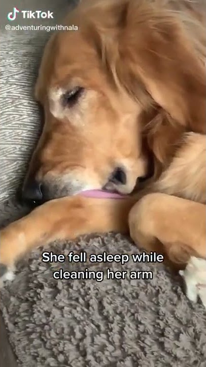 Adventuring with Nala compilation On Tiktok #adventuring #nala #golden #tiktok