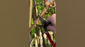 How to identify whether your rose is dead or alive hears how, #gardenerben #pruning #rosepruning