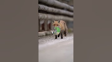 Did you know? (Fennec Fox)!!!