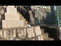 野良猫2