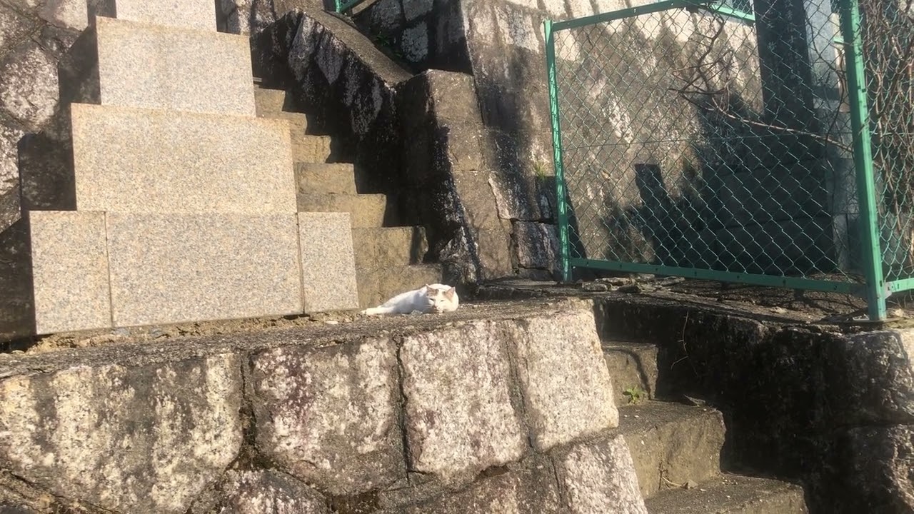 野良猫2