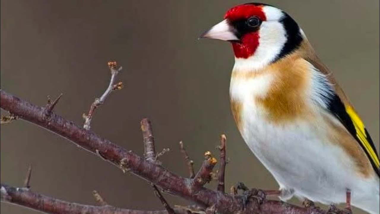 25.May кара камиш йовойи бозори