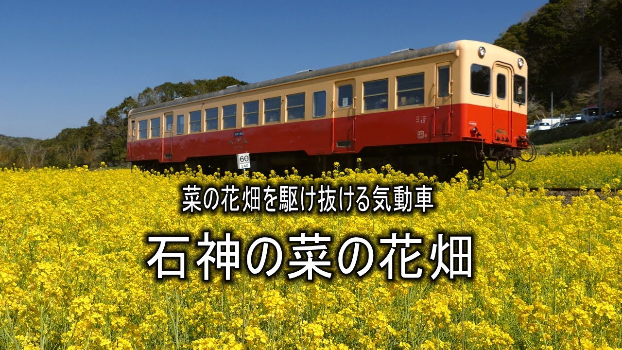 菜の花畑を駆け抜ける気動車 石神の菜の花畑 4k 修正盤 Youtube