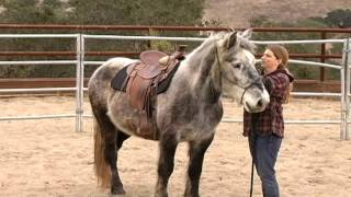 Murphee Draft Cross Part 1 - Working an Insecure Horse - Murray Horsemanship