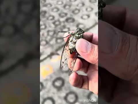 油ゼミ