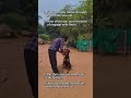 Your dog sees more than you think. 👀| Akash Singh | #dogbehavior #balancedtraining #dogtrainerindia