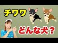 チワワってどんな犬？ドッグトレーナーが解説します【犬種解説】