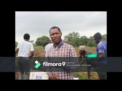 Video: Jinsi Ya Kupanda Alizeti Karibu Na St Petersburg