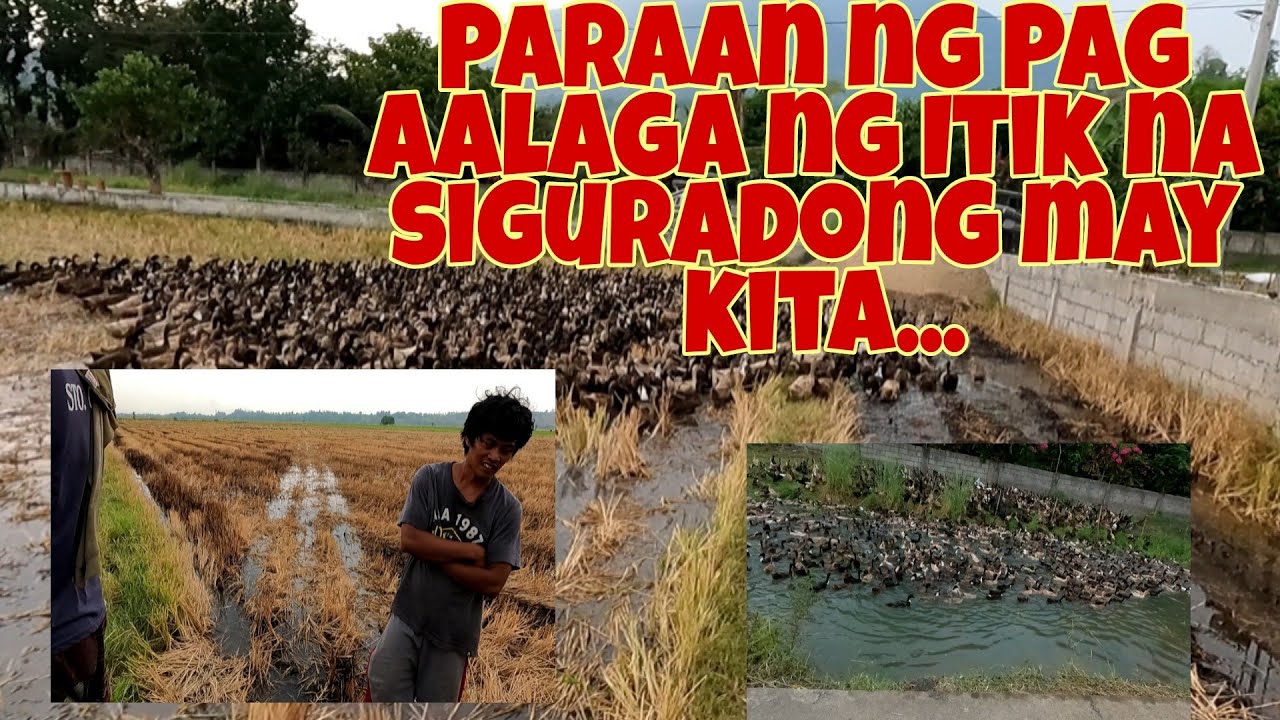 Pag papastol ng itik.. Tipid sa Pakain, Sigurang Kikita ka...