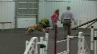 briard agility