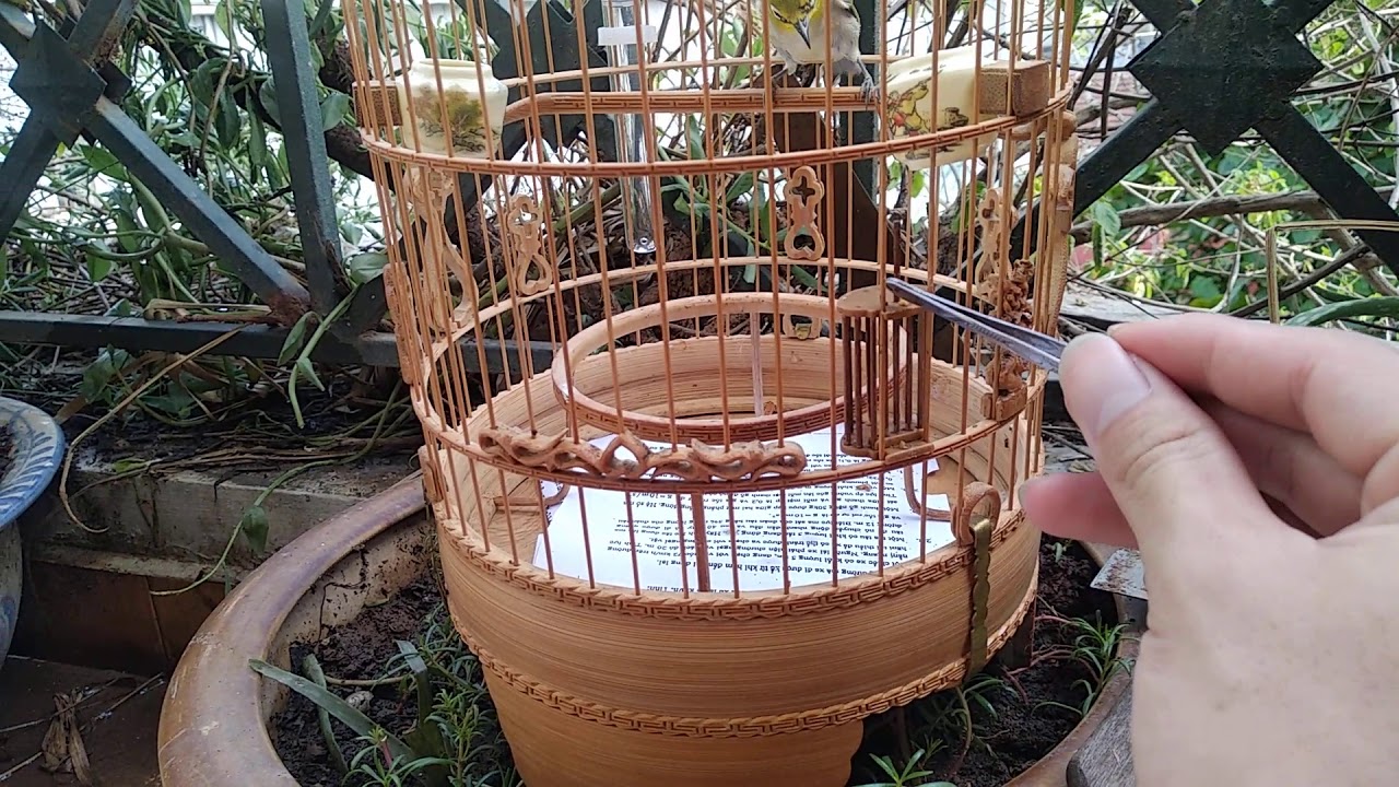 Cách thuần chim vành khuyên bằng nước