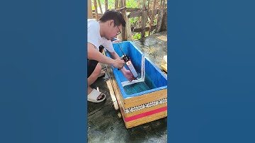 GHÉP THÙNG XỐP NUÔI CÁ | WOW FISH