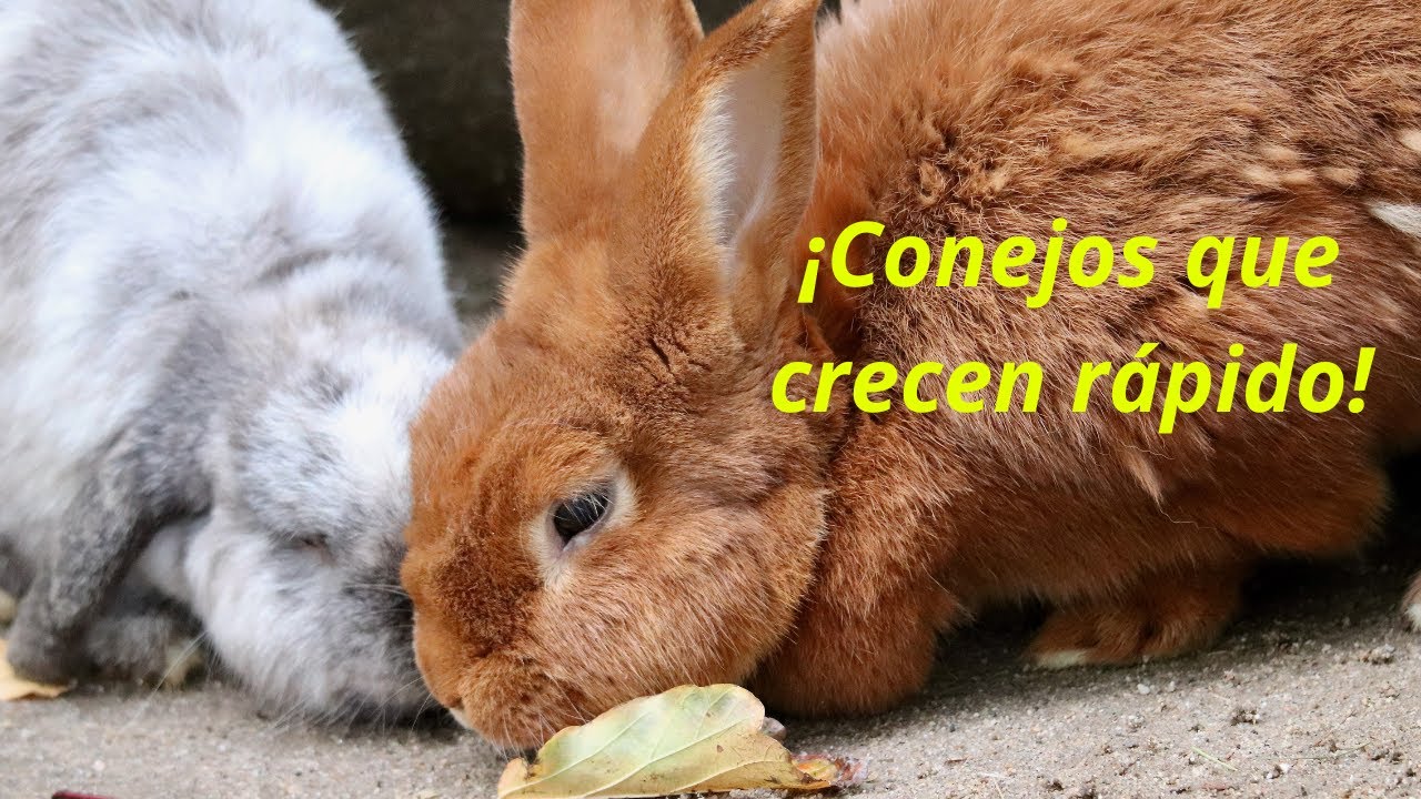 Las 3 MEJORES razas de CONEJO para CARNE