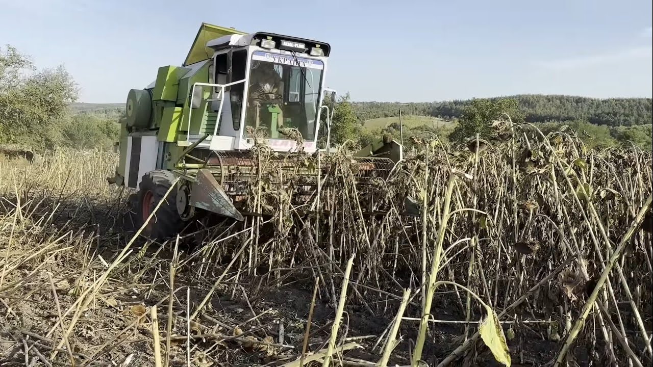 🛑 ЖНИВА соняха Володимир Урожай❗ Комбайн з приставкою Claas Mercator ❗Трактор Zoomlion