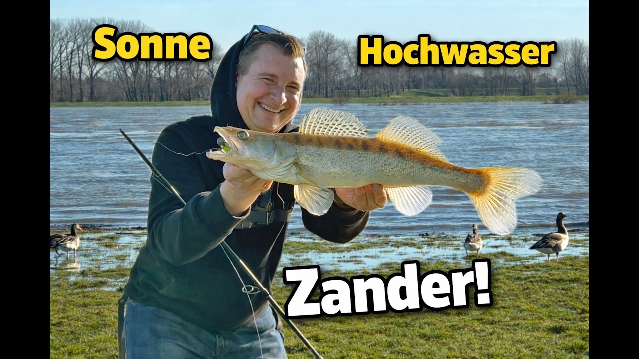 Sonne und Hochwasser: Warum Du jetzt auf Zander angeln musst!