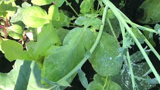 Broccoli monitoring