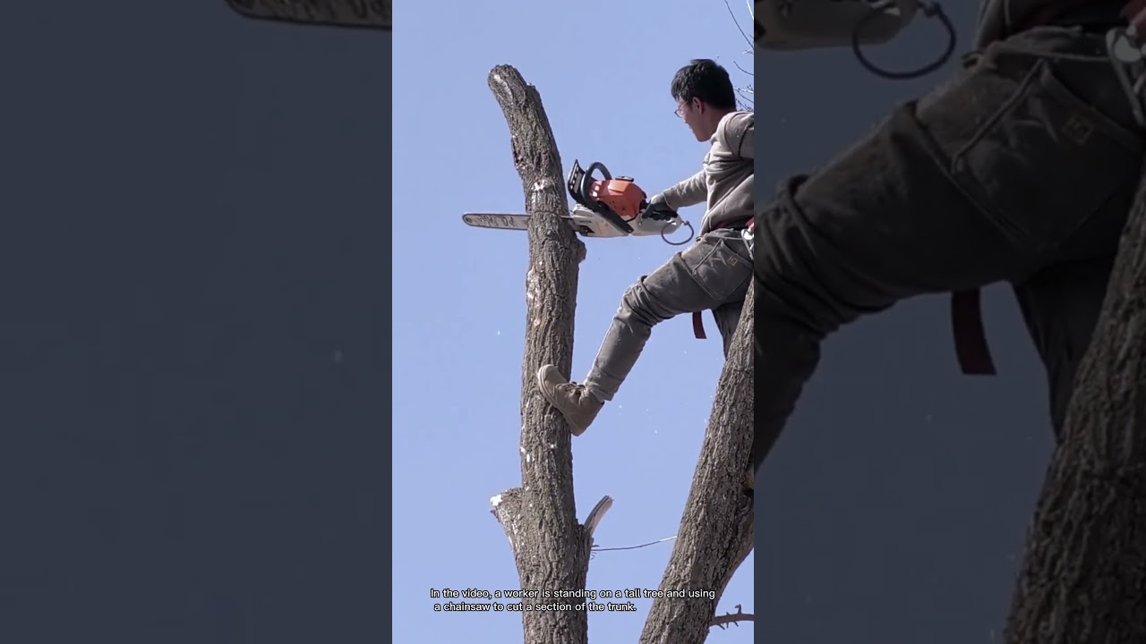 Pruning Tree Trunks for House Safety