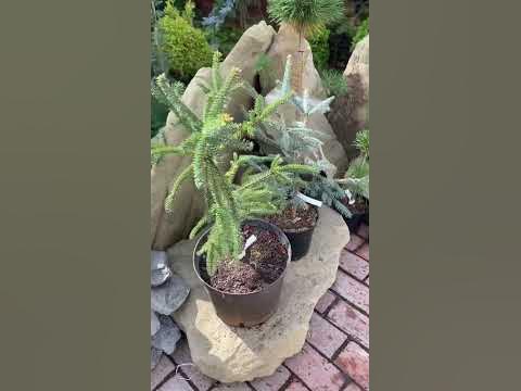 Первая поставка из питомника Русинов Сад в мой Сад💚🌲💚 18.09.24. Будут ...