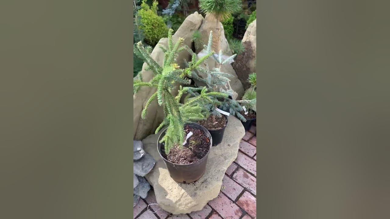 Первая поставка из питомника Русинов Сад в мой Сад💚🌲💚 18.09.24. Будут ...