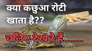 Does the turtle eat bread||#redearedslider #babyturtle #turtlecare #pets #dailyvlog