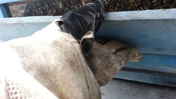 Golden Mean Top Bar Hive - UNTREATED AND HEALTHY