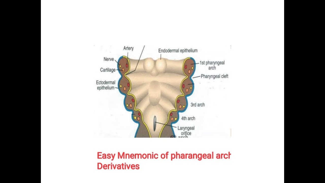 pharyngeal arches mnemonic, mesodermal derivatives - YouTube