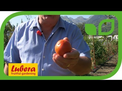 Video: Paradajky odolné voči chorobám – informácie o rastlinách paradajok odolných voči chorobám