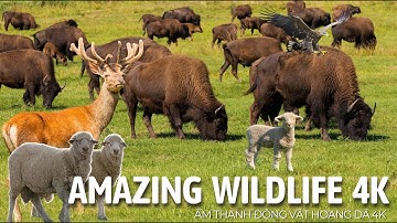 AMAZING Wildlife Sounds 4K | Âm Thanh Động Vật Hoang Dã Và Nông Trại 4K Tuyệt Đẹp