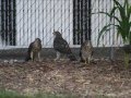 Coopers Hawks Attack a Squirrel and Rabbits