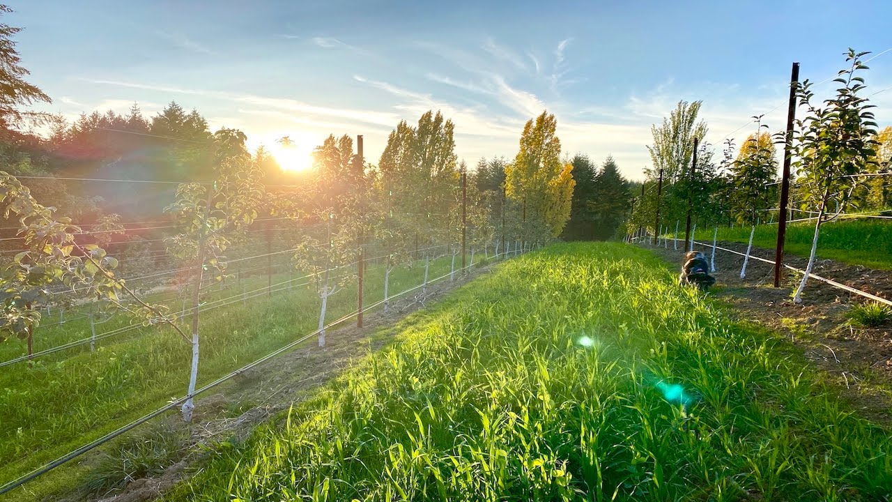 Kristof Farms Cider Apple Harvest 2020