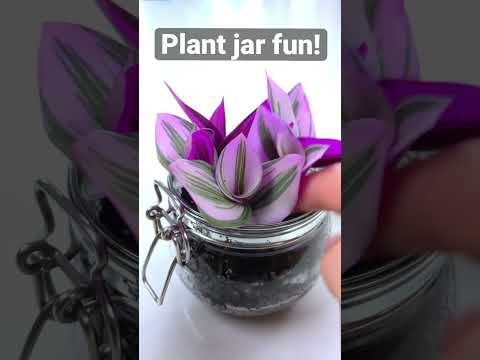 Video: Lökburk Växtstöd - Tips för att stötta växter i tvångsburkar