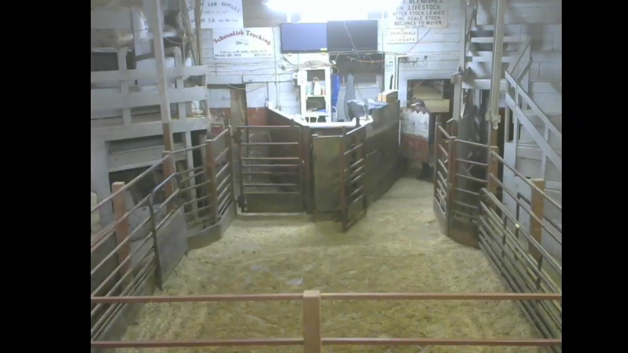 Menno Livestock Sale 14 July 2020 YouTube