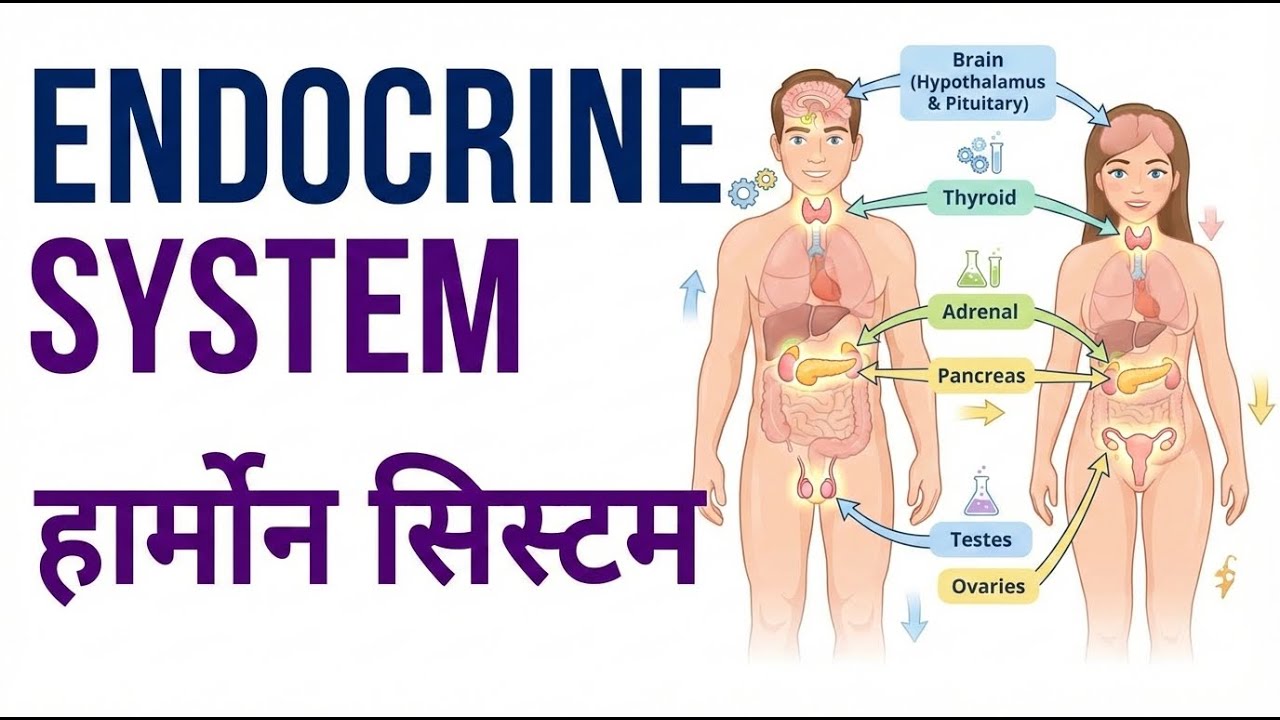 Endocrine System in Hindi | अंतःस्रावी तंत्र क्या है? सभी ग्रंथियाँ और हार्मोन आसान भाषा में