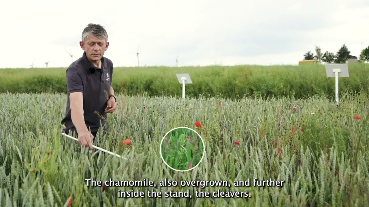 Broadway Plus from Corteva Controls Poppy Weeds