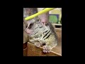 Cute baby animalss compilation cute moment of the animals   cutest animals