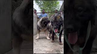 INDIA'S BIGGEST CAUCASIAN SHEPHRD DOGS....IMPORTED FROM RUSSIA..