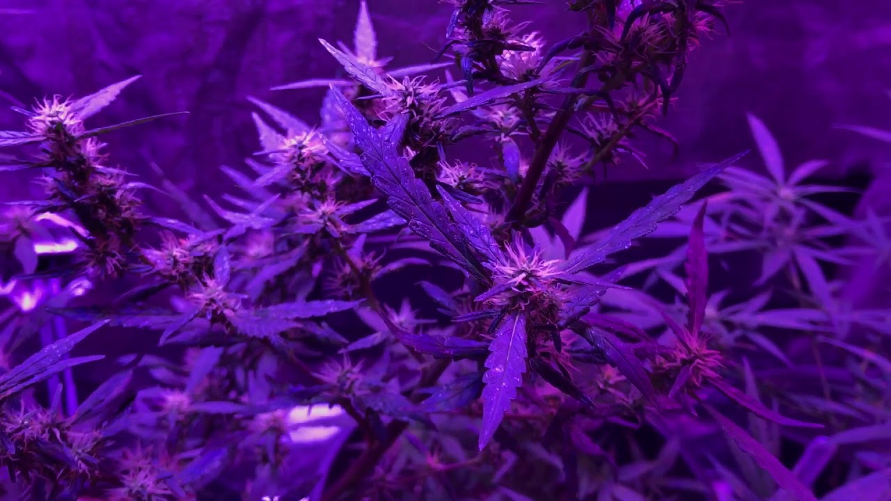 MarsHydro 300w & Viparspectra 300w LED Grow Light Series #10