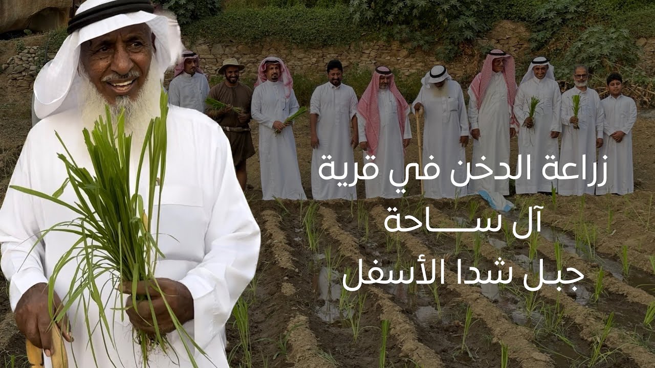 زراعة الدخن في جبل شدا الأسفل 