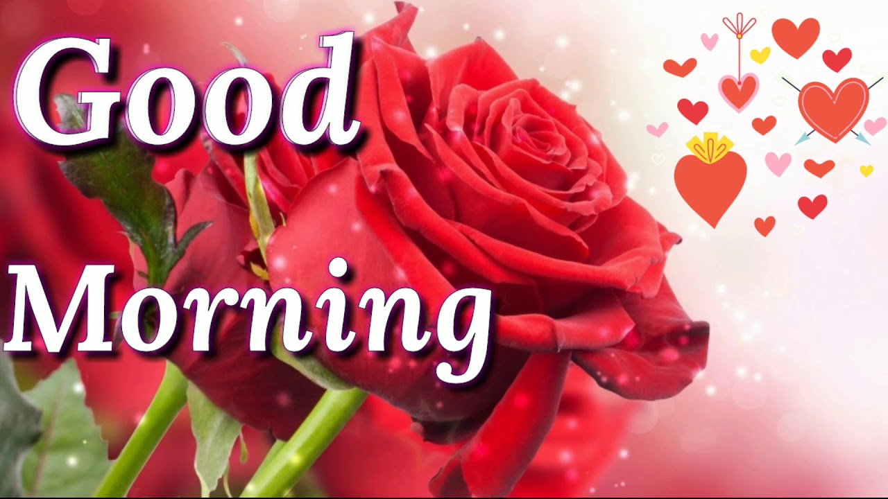 Good morning video - Beautiful whatsapp status, Greetings, Wishes ...