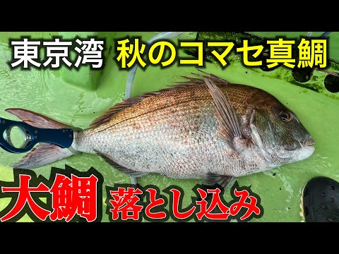 目出鯛 東京湾コマセマダイ】落とし込みで大鯛登場!@八景沖 - YouTube