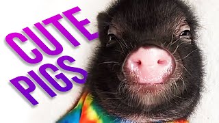 FUNNY and CUTE PIGS VIDEO COMPILATION 2022 | Try Not to Laugh!