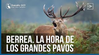 Berrea La hora de los grandes pavos | Iberalia GO!