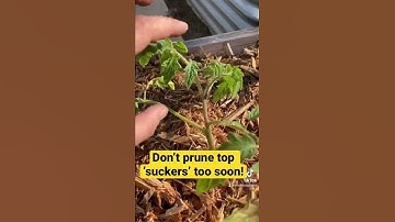 Sucker vs. Main stem - spot the difference (indeterminate tomato pruning)