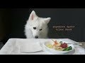 Japanese Spitz Tries Food の動画、YouTube動画。