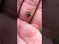 Asian beetles you've neverseen #anyuniqueani...