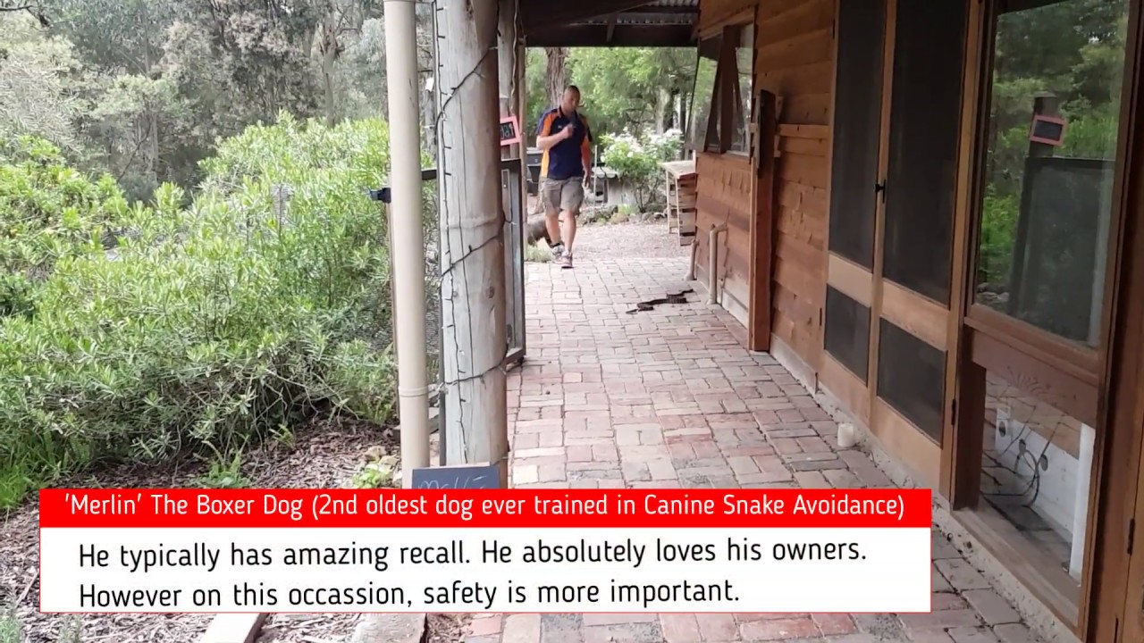 How To Protect Boxer Dogs From Venomous Snakes - What Boxer Dogs Do When Trained To Avoid Snakes
