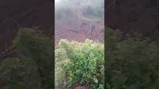 Lub Neej Nyob Tojsiab