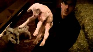 Assaf Sheep - The First F1 Assaf Dairy Sheep Born in the USA - Karras Farm Inc.