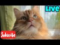 Happy Caturday - Live Stream